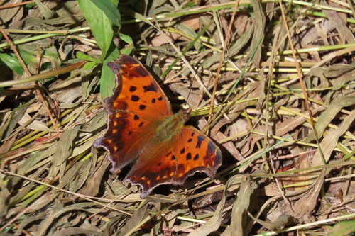 Eastern Comma