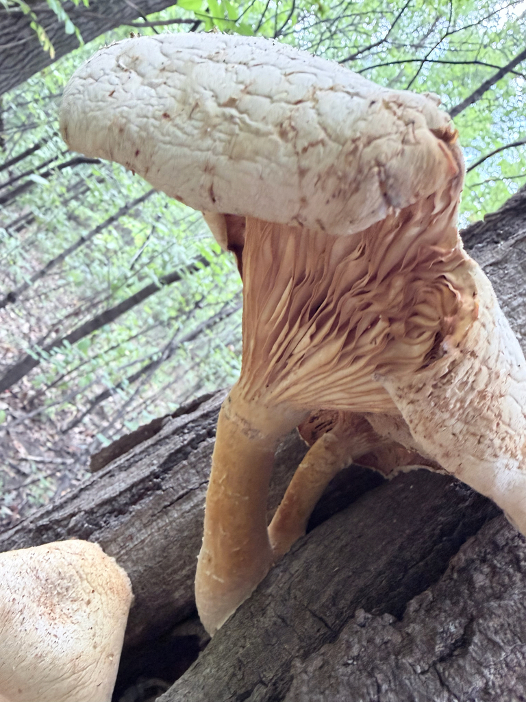 Lynx Paw Oyster · September 2026 · photo: Photo: (c) Erica Tava Johnson, some rights reserved (CC BY) · iNaturalist
