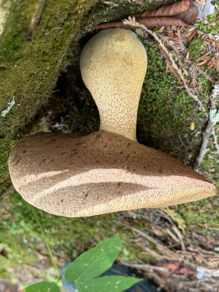 Bitter Bolete · September 2026 · photo: Photo: (c) Mark, some rights reserved (CC BY) · iNaturalist