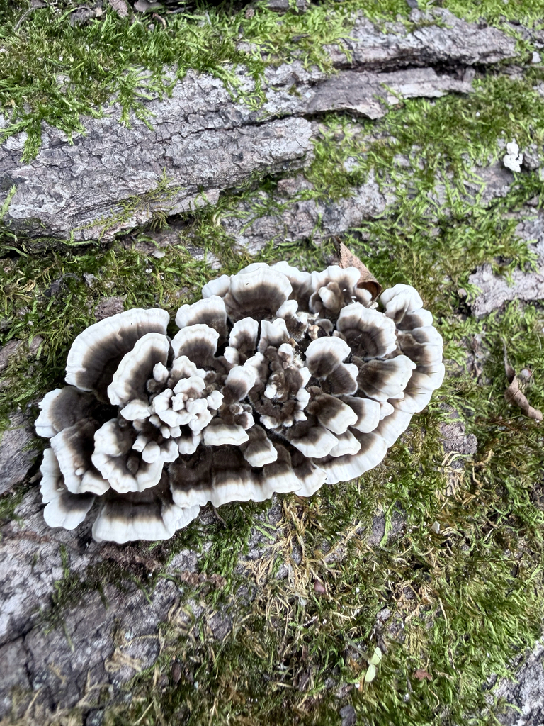 turkey-tail · September 2026 · photo: Photo: (c) Erica Tava Johnson, some rights reserved (CC BY) · iNaturalist