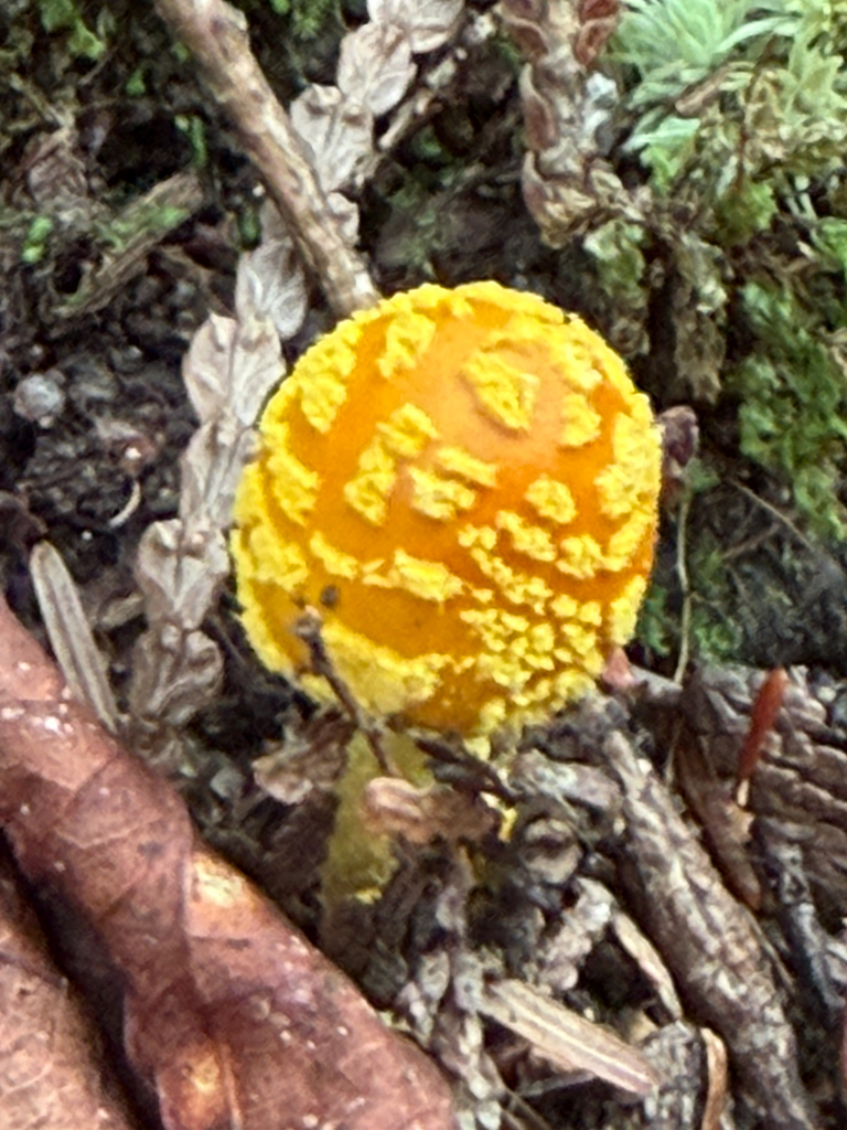 Yellow Patches · September 2026 · photo: Photo: (c) Mark, some rights reserved (CC BY) · iNaturalist