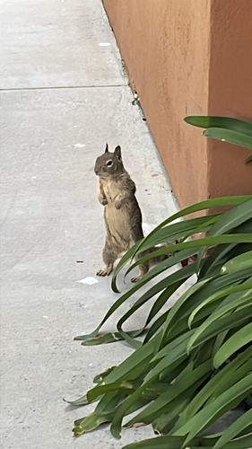 California Ground Squirrel observed by pooka101