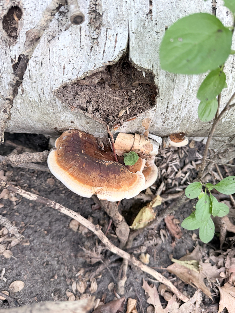 Resinous Polypore · September 2026 · photo: Photo: (c) Erica Tava Johnson, some rights reserved (CC BY) · iNaturalist
