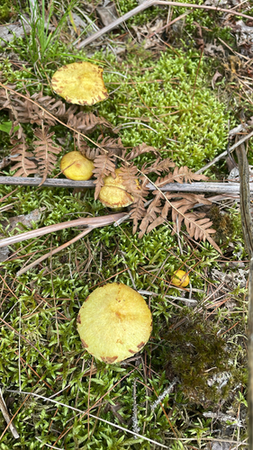 Chicken Fat Mushroom