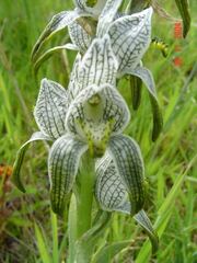 Chloraea magellanica, photograph (c) Cesar Ormazabal, some rights reserved (CC BY)