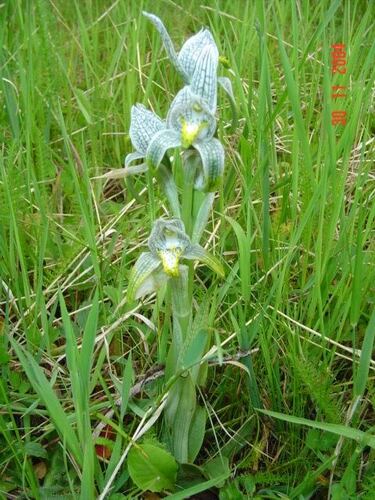 Chloraea magellanica, photograph 6