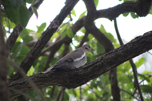 Paloma Alas Blancas observed by practamuin