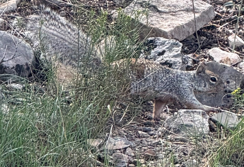 Rock Squirrel observed by sdeger
