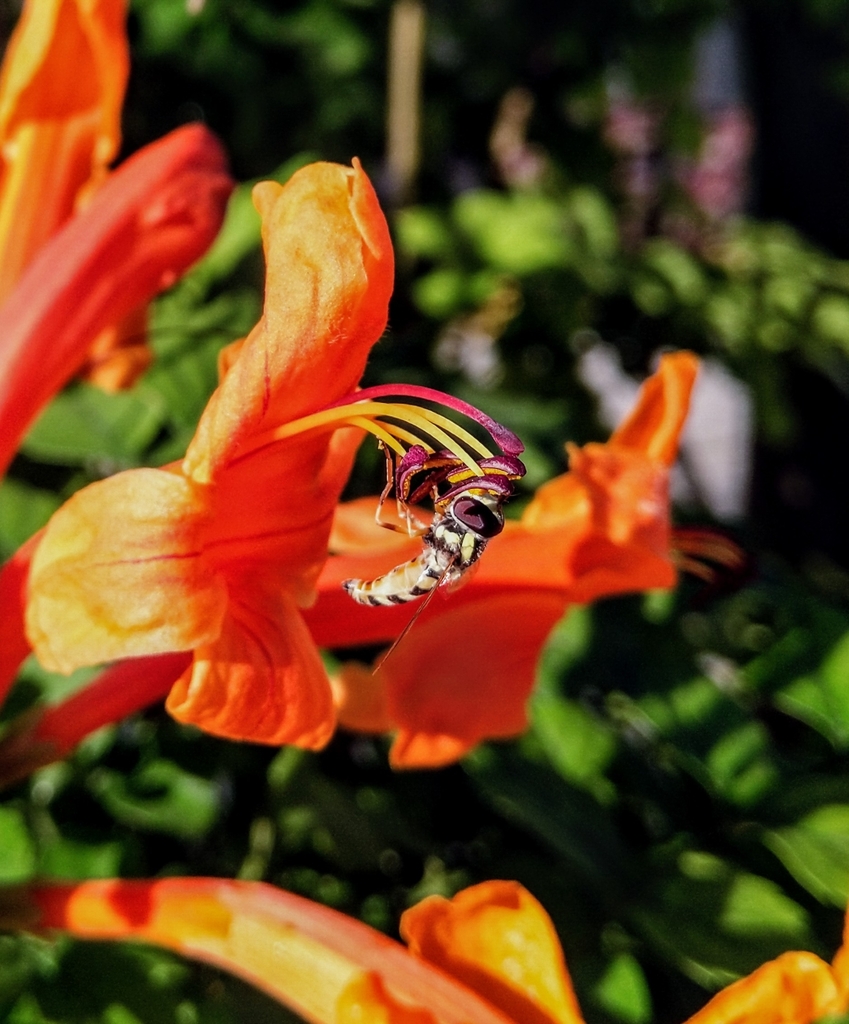 Yellow-shouldered Hover Fly