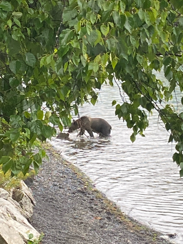 Grizzly Bear sighting near Meziadin Lake Provincial Park