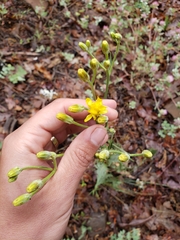 Crepis occidentalis conjuncta