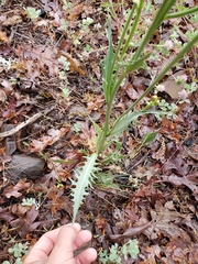 Crepis occidentalis conjuncta