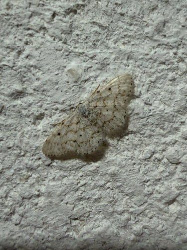 Small Dusty Wave