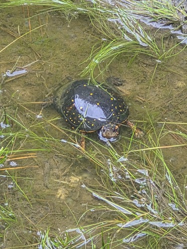 Spotted Turtle