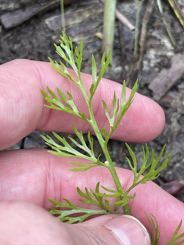 Ceratopteris thalictroides