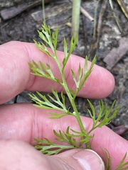 Ceratopteris thalictroides