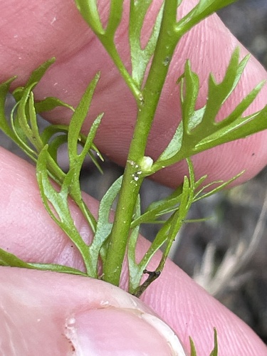 Ceratopteris thalictroides, photograph 2