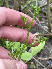 Ceratopteris thalictroides, photograph (c) James Hardee, some rights reserved (CC BY)