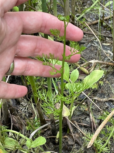 Ceratopteris thalictroides, photograph 4