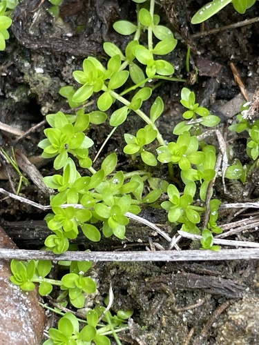 Micranthemum glomeratum observed 2026-09-01