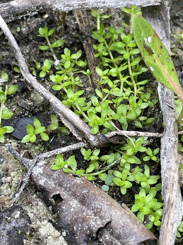 Micranthemum glomeratum, photograph 4