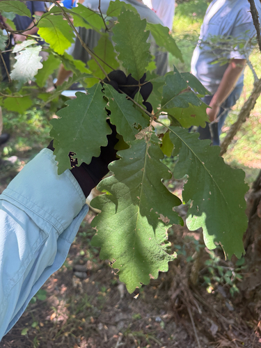 Quercus michauxii
