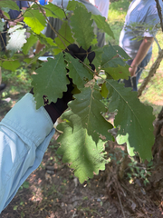 Quercus michauxii