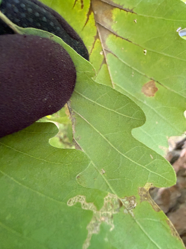 Quercus michauxii, photograph 3