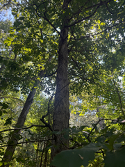 Quercus michauxii, photograph (c) Brandon Corder, some rights reserved (CC BY)