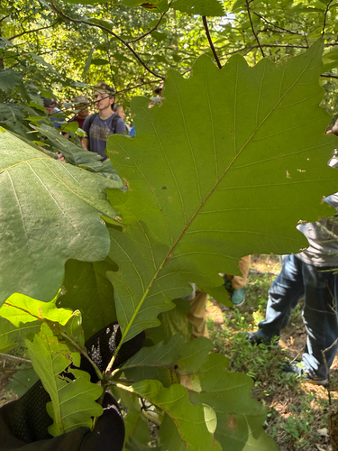 Quercus michauxii, photograph 2