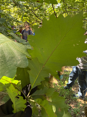 Quercus michauxii, photograph (c) Brandon Corder, some rights reserved (CC BY)