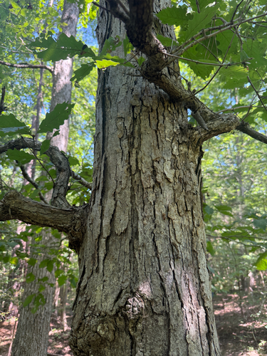 Quercus michauxii, photograph 4