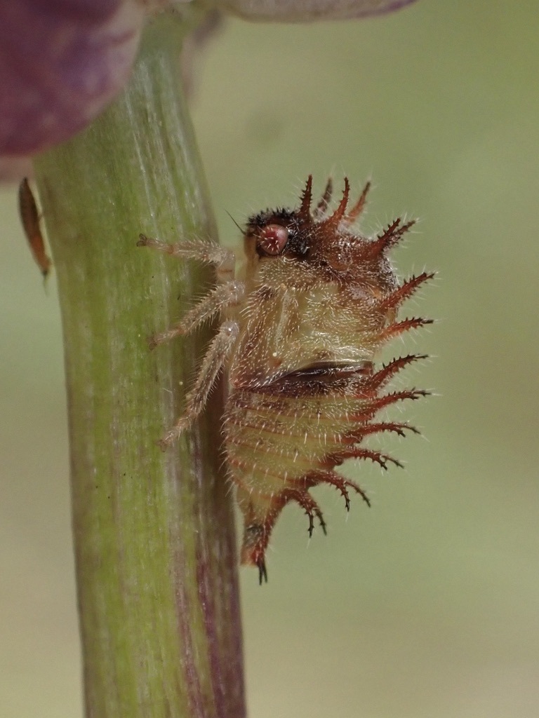 Tortistilus pacificus