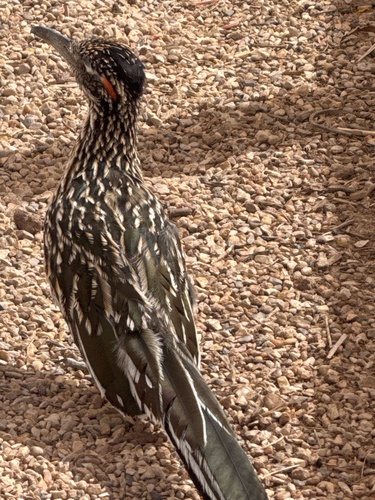 Greater Roadrunner observed by goldbuttemel5