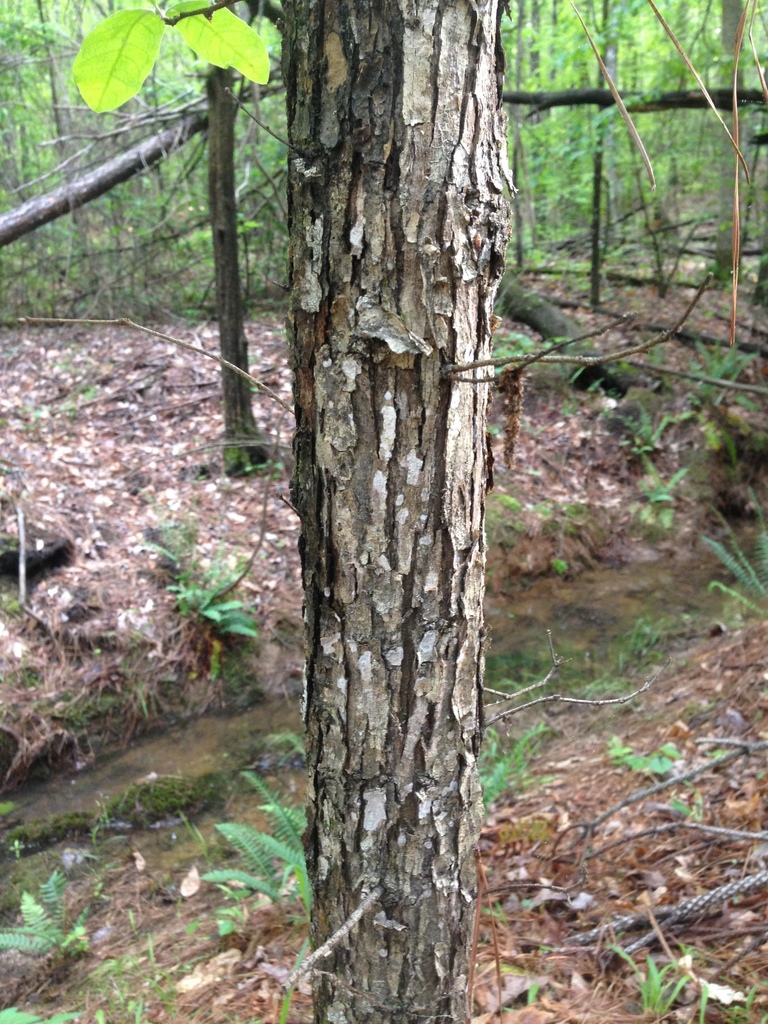 shingle oak from Edgefield County, SC, USA on April 25, 2015 at 0600