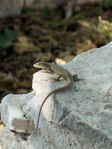 Italian Wall Lizard