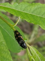 Selatosomus suckleyi