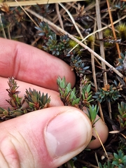 Pentachondra pumila, photograph (c) Oscar Dove, some rights reserved (CC BY)