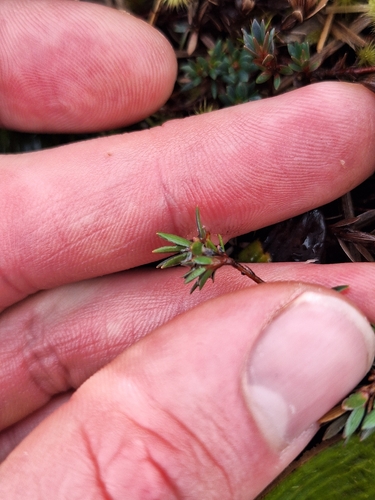Pentachondra pumila, photograph 6