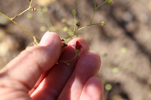 Scrophularia californica, photograph 2