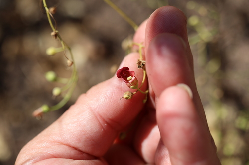 Scrophularia californica, photograph 3
