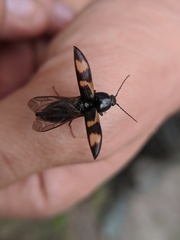 Selatosomus suckleyi