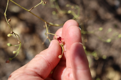 Scrophularia californica, photograph 4