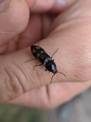 Selatosomus suckleyi