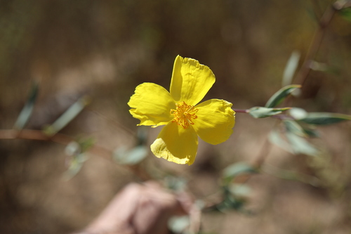 Dendromecon rigida, photograph 6