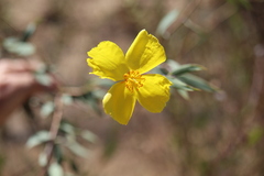 Dendromecon rigida, photograph author not stated, no rights reserved