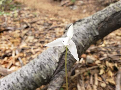 Codonorchis lessonii, photograph 5
