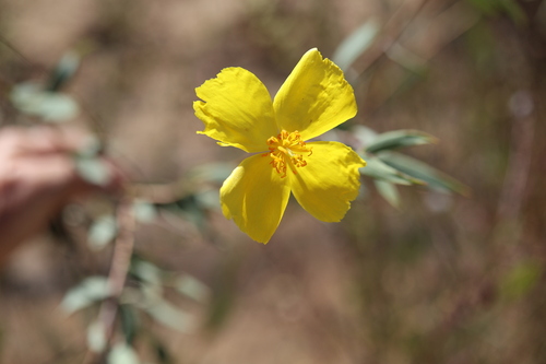 Dendromecon rigida, photograph 3