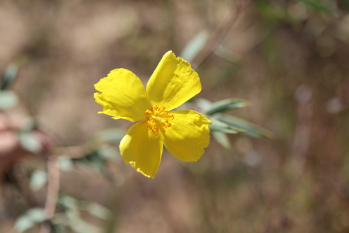 Dendromecon rigida, photograph 4