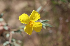 Dendromecon rigida, photograph author not stated, no rights reserved